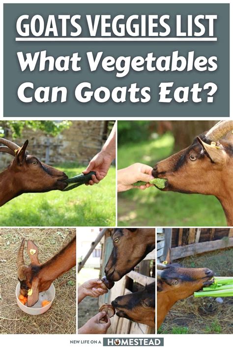 Can Goats Eat Alder Leaves at Ellie Hedditch blog