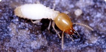 Image result for Formosan Termites