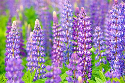 Lupine Plant Care & Growing Guide - ikumen