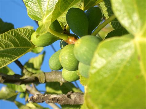 Fig Tree Types 的图像结果