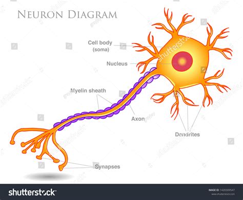 Neuron Diagram Yellow Neurons Structure Main Stock Vector (Royalty Free ...