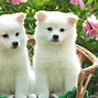 Image result for Puppy Pictures for Desktop Wallpaper