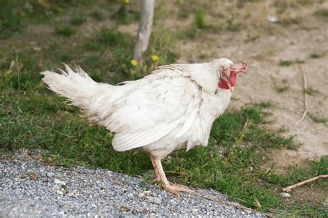 Image result for Sick Chicken Poop