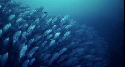 海洋 的图像结果