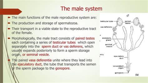 Image result for Insect reproductive system Insect Fertilization