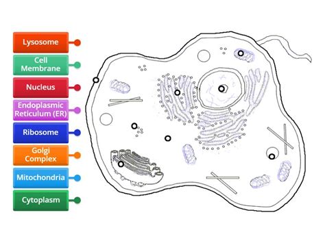 Cell Label 的图像结果