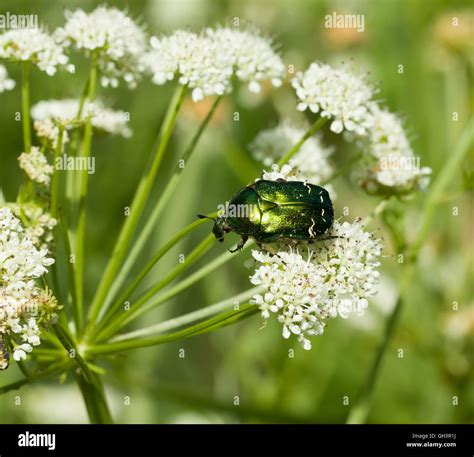 Rose Chafer beetle Stock Photo - Alamy