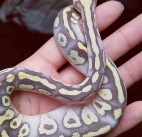 Image result for Albino Snake Ball Python