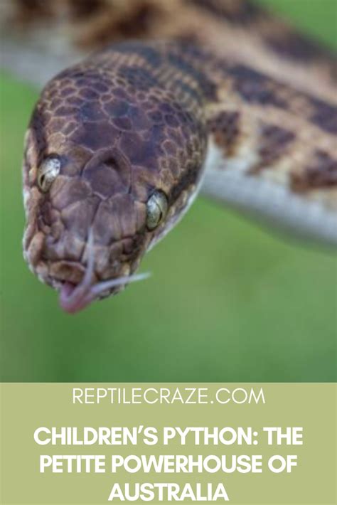 Children's Python Feeding 的图像结果