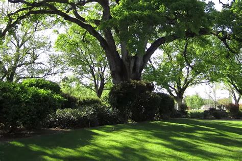 Growing Lawns in Shade | Shady Lawn Tips