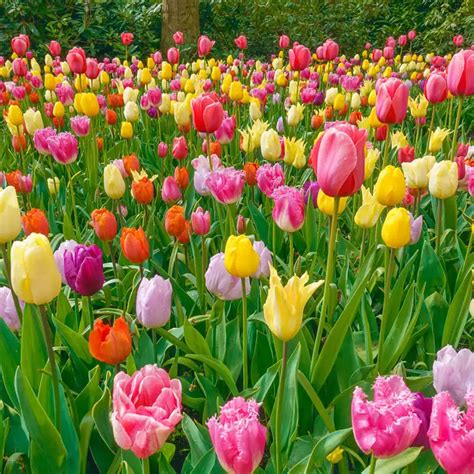 Image result for Spring Flower Nail Tutorials