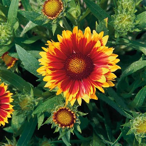Arizona Sun' Blanket Flower – Jardineries Botanix