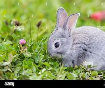 Image result for Super Cute Baby Bunny