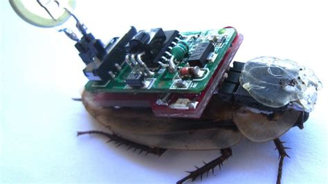 Remote Controlled Cockroach 的图像结果