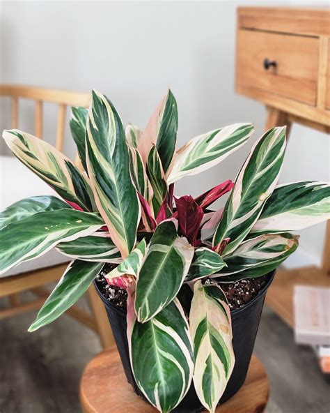 https://www.plantvine.com/plants/Stromanthe-Triostar-Main.jpg