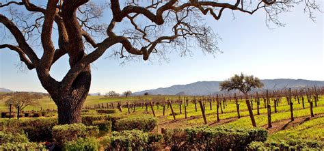 Santa Barbara Wineries Open for Wine Tasting - WineCountry.com