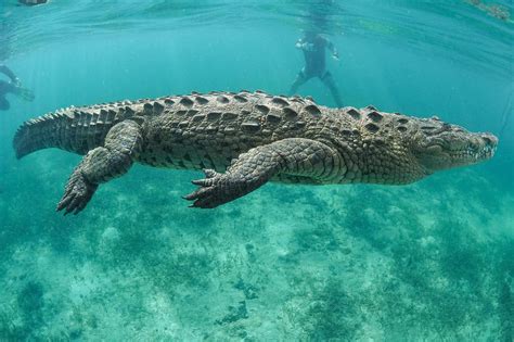 Massive Crocodile Caught Sunbathing on a Popular Tourist Beach in the ...