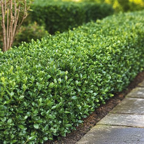 Japanese Boxwood Seeds – Versatile Evergreen Shrub for Hedges & Borders ...