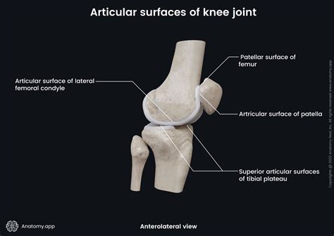 Knee joint | Anatomy.app