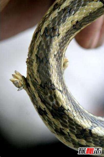 真足蛇是蛇的祖先，是蛇类曾经有脚的证明(图片)_探秘志