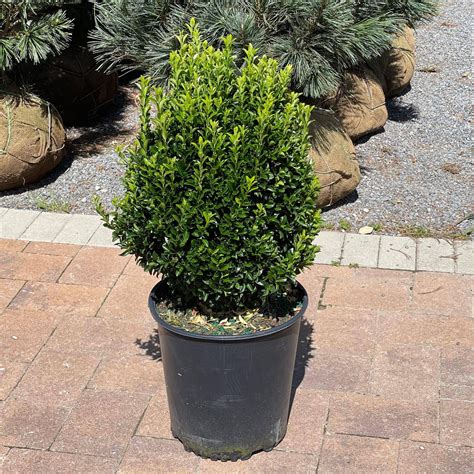 Euonymus - Green Spire - 3 gallon