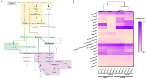 Untargeted Metabolomics Reveals Distinct Anthocyanin Profiles in Napier ...