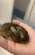 Image result for Found Baby Rabbit