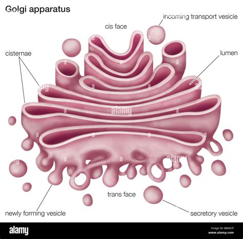 Golgi body hi-res stock photography and images - Alamy