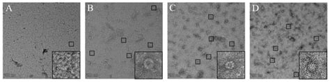 Development of a Ferritin-Based Nanoparticle Vaccine against Classical ...
