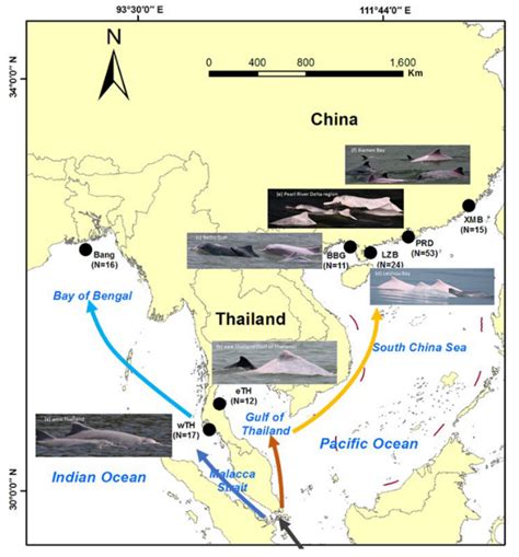 广西北海拟邻中华白海豚栖息地采砂 专家这样建议|澎湃新闻|中华白海豚|三娘湾_新浪新闻