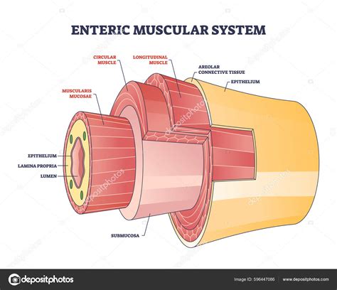 Enteric Muscular System Gut Wall Small Intestine Outline Diagram Labeled Stock Vector Image by ...