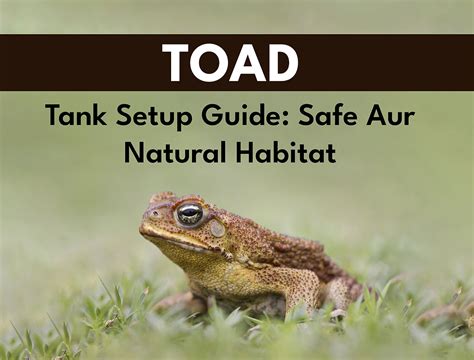 Toad Tank Setup Guide: Kaise Tank Setup Kare?