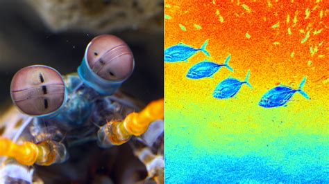 Mantis Shrimp Vision Spectrum