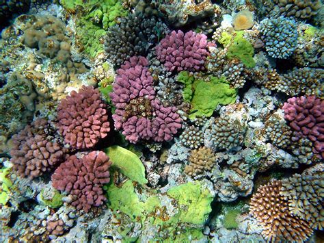 File:Multy color corals.JPG - Wikimedia Commons