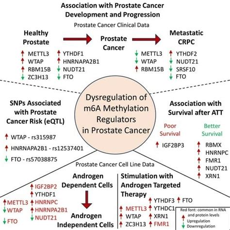 RNA m6a Methylation Regulator Expression in Castration-Resistant ...