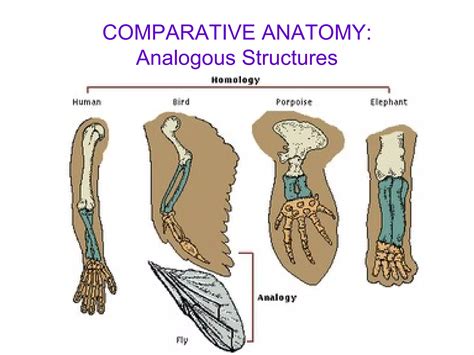 Comparative Anatomy | PPT