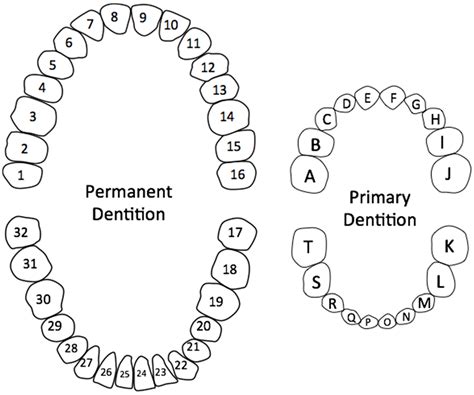 Primary And Permanent Teeth Chart