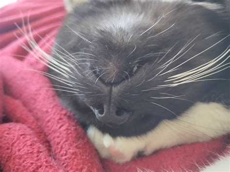 Why does my cats breath smell like bacterial vaginosis and what can I do about it? : r/cats