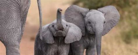 大象怀孕多久才会生出来 大象怀孕的时间是多久_知秀网