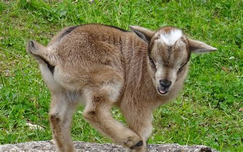 Dwarf Pygmy Goats Full Grown Size