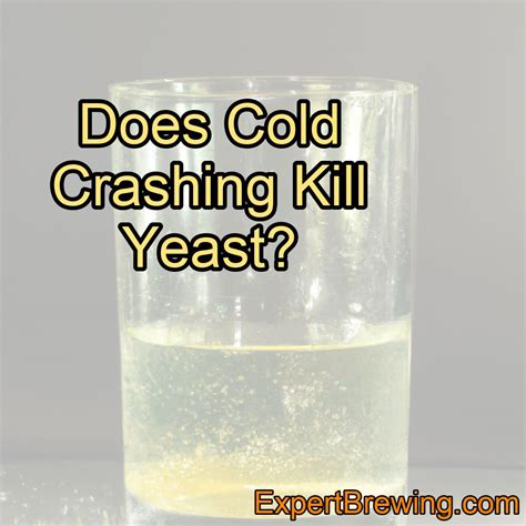 Does Cold Crashing Kill Yeast? – ExpertBrewing.com