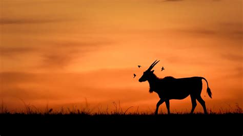 Safari showdown: An Indian photographer's guide to East vs Southern ...