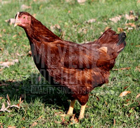 Rhode Island Red Chickens Rhode Island Red Non Industrial Chicken