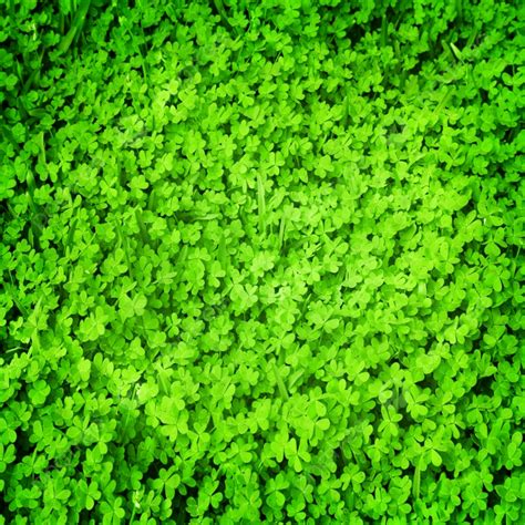 Clover Green Background Ireland Irish And Picture For Free Download ...