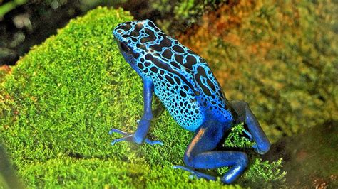 Environment Protection 的图像结果