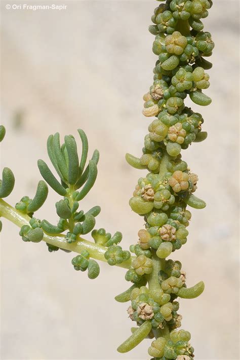 Suaeda aegyptiaca (Hasselq.) Zohary | Plants of the World Online | Kew ...