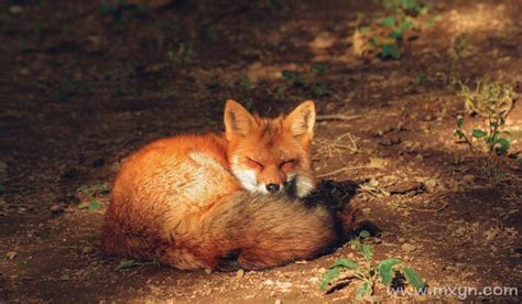 梦见红狐狸是什么意思预兆 - 原版周公解梦大全