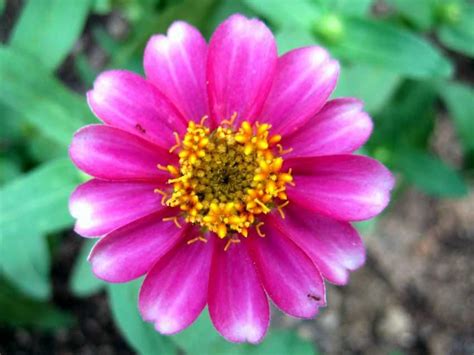 每周一花：百日菊--陕西省西安植物园 陕西省植物研究所