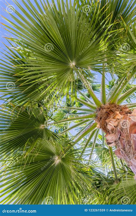 Fan Palm Tree Washingtonia Filifera Leaves Stock Image - Image of close, detail: 123261559