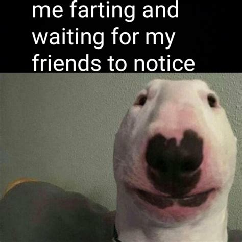 The Best 9 Bull Terrier Meme - conceptscomuapics